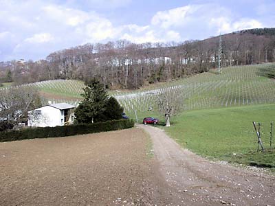 Weinberge